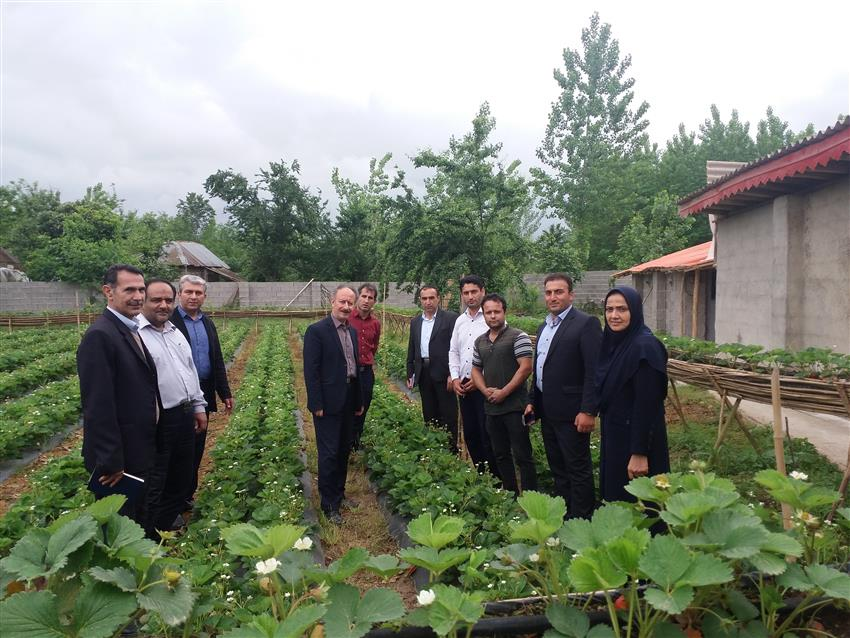 بازدید  دو روزه همکاران دفتر ساماندهی مراکز جهاد کشاورزی و شبکه ترویج  معاونت ترویج وزارت جهاد کشاورزی از برنامه های ترویجی استان گیلان